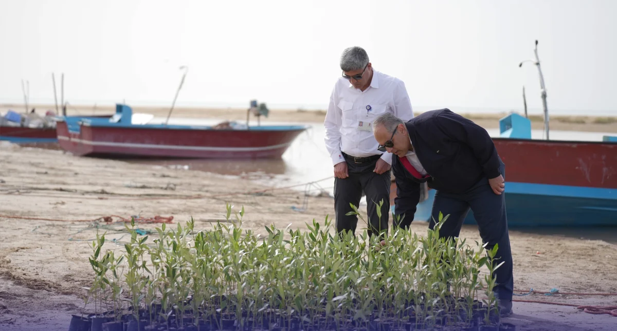 آغاز طرح كاشت درختان حرا در دیر با حمایت ۱۵ میلیارد ریالی پتروشیمی پردیس